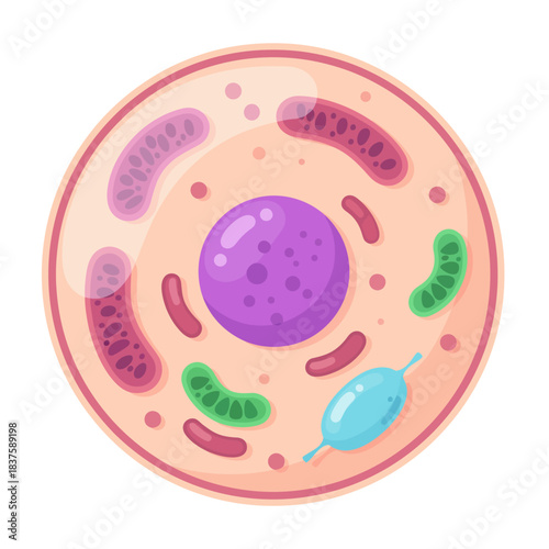 Simplified Animal Cell Diagram with Nucleus and Organelles Illustration
