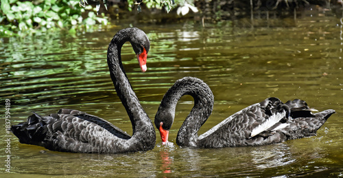 Fototapeta Naklejka Na Ścianę i Meble -  black swan on the lake