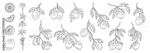 Lemons line doodle set. Different linear lemon branches with leaves botanical collection. Fresh juicy citrus contour abstract whole or cut lemons. Fruits design elements hand drawn vector illustration
