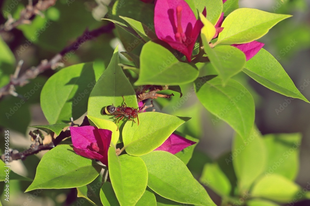 Fototapeta premium Common paper wasp (Ropalidia fasciata) on leaf