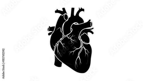 Vector illustration of black and white silhouette of human heart isolated on transparent background