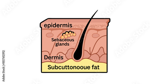 Cross Section Diagram of Human Skin Anatomy Showing Epidermis Dermis Sebaceous Glands Hair Follicle and Subcutaneous Fat Layer in a Simple Educational Illustration Style