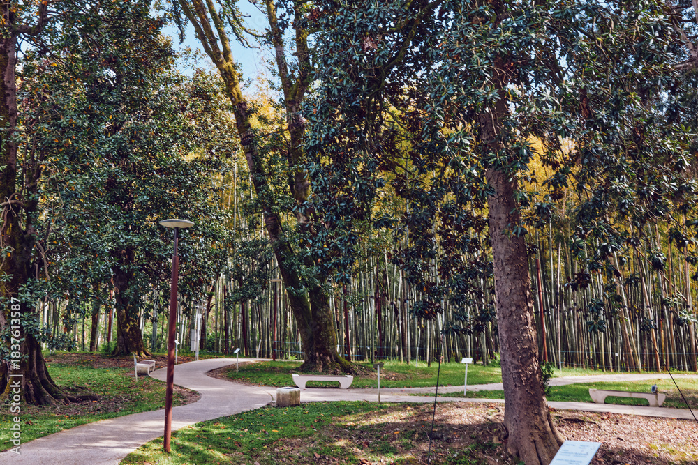 Naklejka premium Park with tall trees and winding path, benches and lampposts in a quiet forest setting, sunlight filtering through leaves for peaceful nature walk and outdoor relaxation.