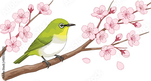 Beautiful green songbird perched on cherry blossom branch in detailed vector illustration perfect for spring nature artwork, floral design and decoration