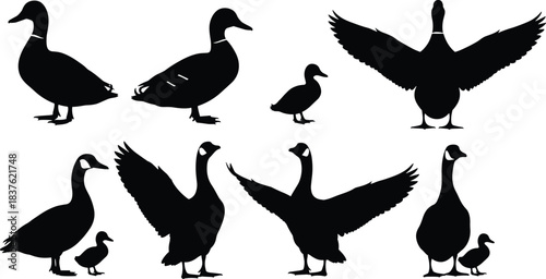 Silhouette illustration of ducks, geese, and ducklings in various poses with spread wings, walking and standing positions, perfect for wildlife vector