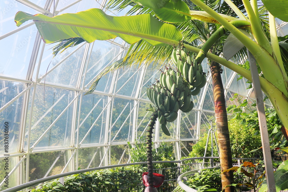 Obraz premium 温室の木になるアイスクリームバナナ