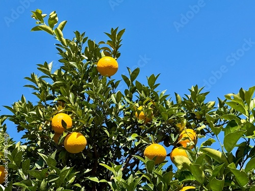 Ripe oranges on the tree under blue sky