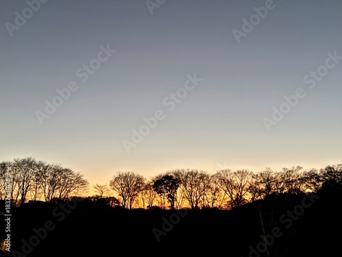Silhouettes of trees at sunset and dusk