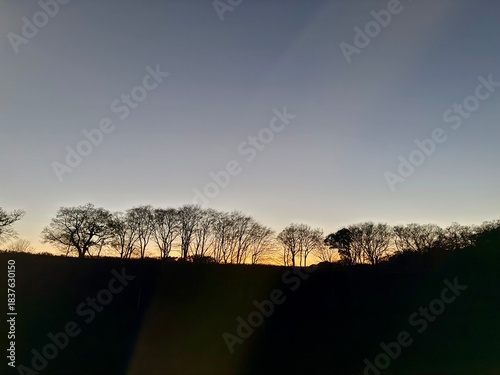 Silhouettes of trees at sunset and dusk