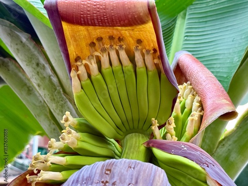 Banana flower