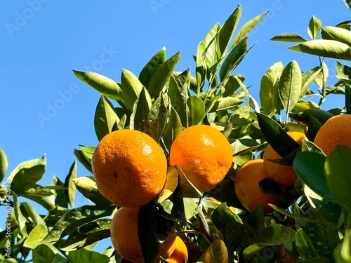 Japanese mandarin orange (mikan)