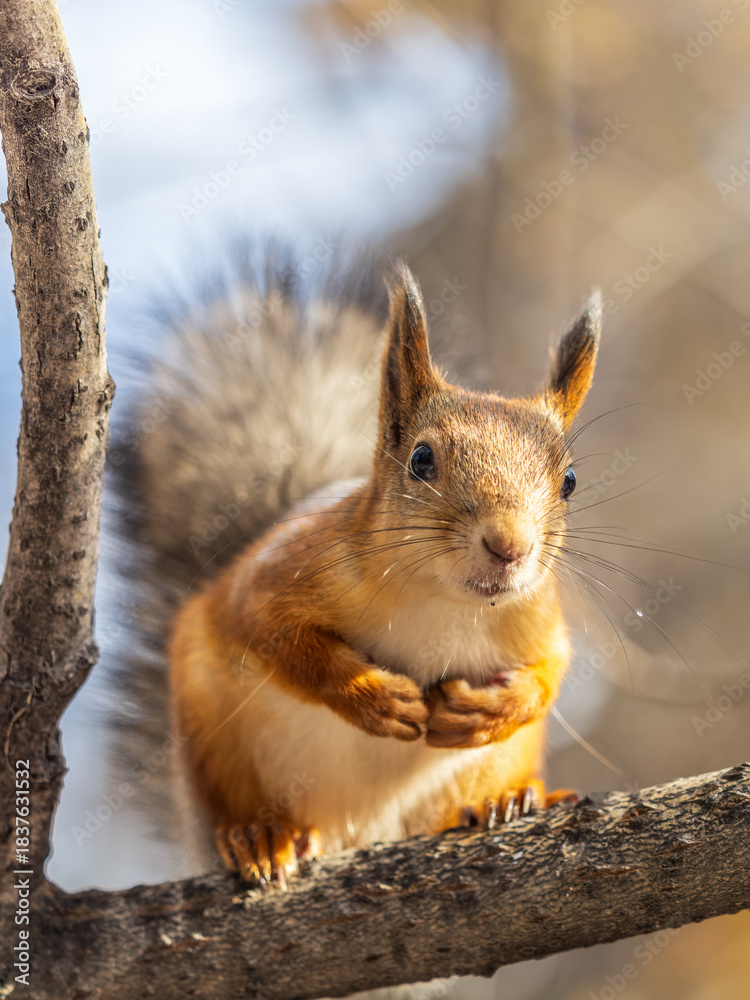 Fototapeta premium Squirrel sits on a branch in Autumn park