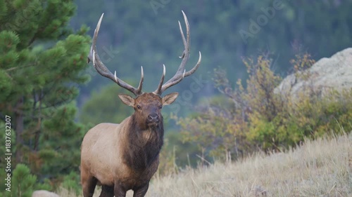 Bull Elk Looking Around in Mountain Meadow