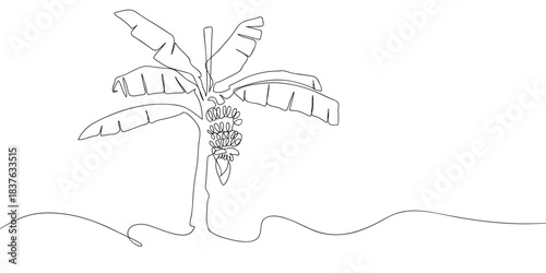 Banana tree in one continuous line simple linear style. Doodle vector illustration Editable stroke.