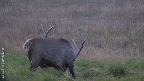 Large bull elk rakes the ground with his antlers and shakes his head