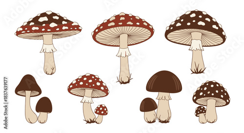 A set of detailed vintage-style illustrations of various amanita or toadstool mushrooms in earthy red and brown colors.