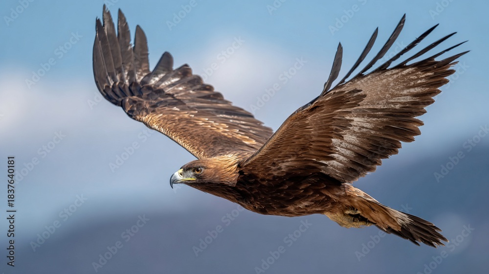 Fototapeta premium subjugating. Eagle soaring high in clear sky with sharp gaze focused on ground movement. wildlife magazines, conservation campaigns, designed for wildlife conservation campaigns.