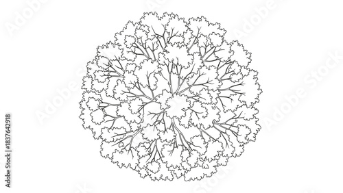Detailed Top-Down Vector Tree with Dense Canopy and Visible Branches