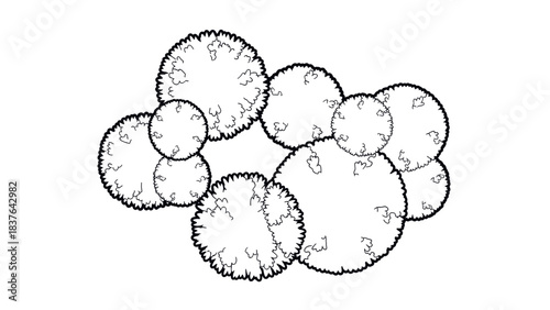 Grouped Top-Down Vector Canopy of Shrubs and Hedges
