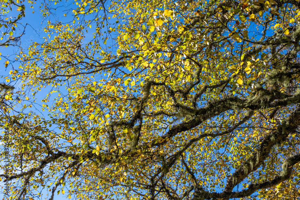 Obraz premium Birch tree in fall colors native to Scottish highland woodland forest canopy, National Nature Reserve, sunny blue sky day 