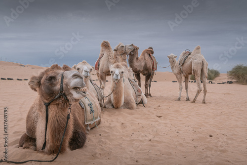 Quadro su tela The camels brigade resting in the Gobi desert of Inner Mongolia, China