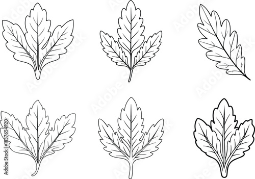 Set of Chicory leaf outline icon vector line art. Simple vegetable food sketch symbol.