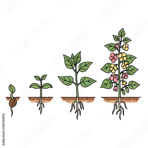 Plant Life Cycle Stages - Seed to Flowering Plant Illustration.