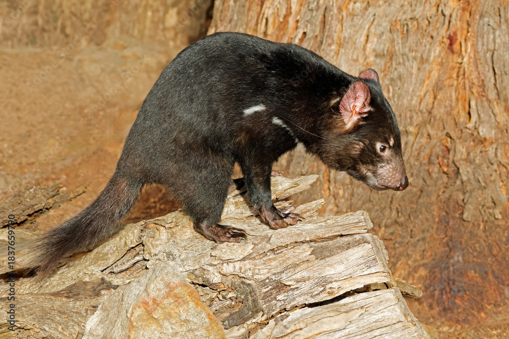 Obraz premium A Tasmanian devil (Sarcophilus harrisii) in natural habitat, Australia