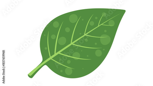 Single Green Leaf with Water Droplets on Black Background