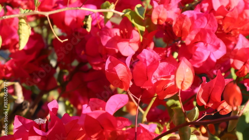 A vibrant flowering plant with red blossoms against a blurred background.