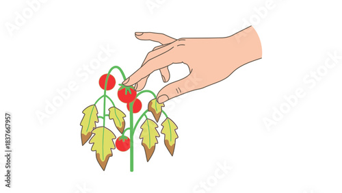 Illustration of a hand reaching for red tomatoes on a plant with yellowing leaves