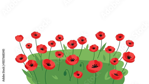 Red poppy flowers blooming in a green field against a white background, illustration