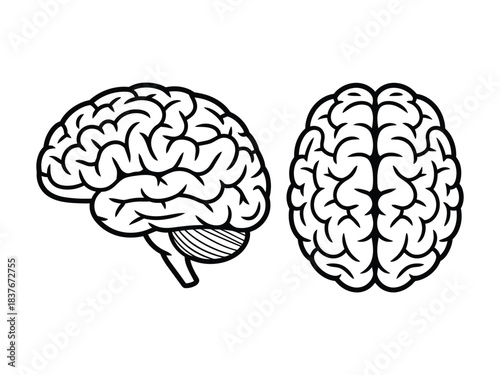 Human Brain Line Art Illustration | Top and Side View Neurology Anatomy