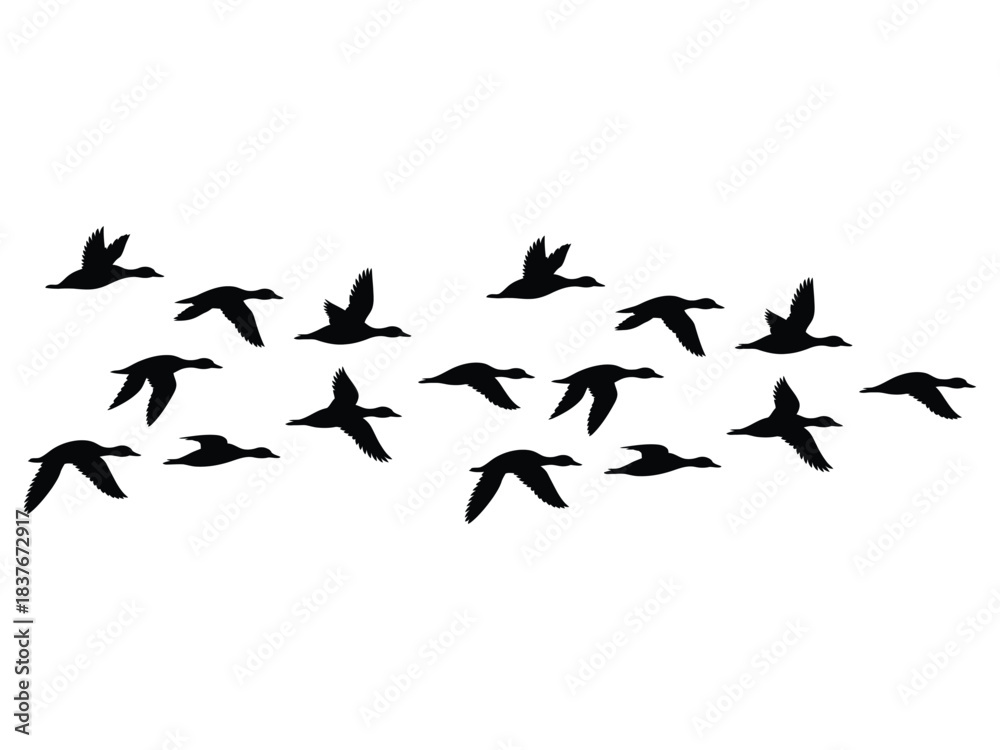 Fototapeta premium Flock of Flying Ducks Silhouette | Migration Wildlife Group Vector