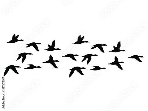 Flock of Flying Ducks Silhouette | Migration Wildlife Group Vector