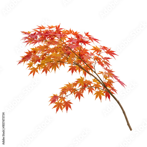 秋の紅葉したカエデの枝