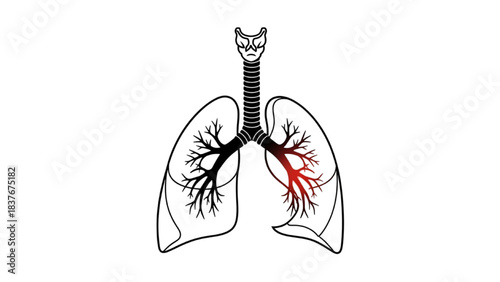 Black silhouette line art of human respiratory system with highlighted lungs for asthma and respiratory illness infographic