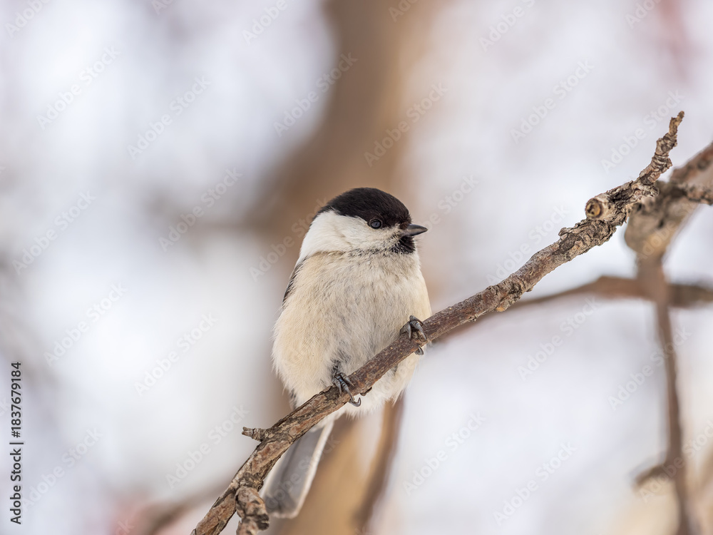 Fototapeta premium Cute bird the willow tit, song bird sitting on a branch without leaves in the winter.