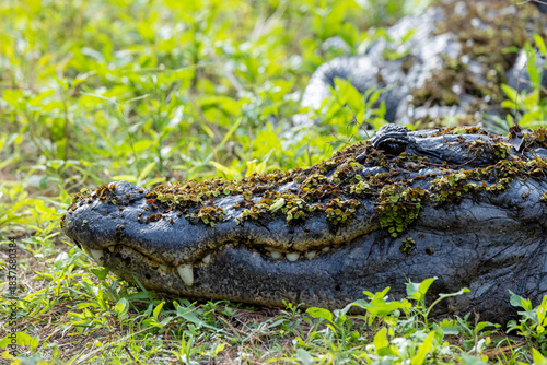 American alligator (Alligator mississippiensis) at the Corkscrew Regional Ecosystem Watershed (CREW) in south Florida