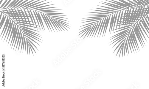 Symmetrical Palm Tree Frond Shadows Forming an Upper Border on White Background, Minimalist Tropical Overlay Effect for Design and Product Mockups