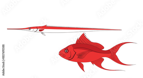 Two distinct red fish a long slender needlefish and a common fantail goldfish are depicted in a stylized vector illustration.
