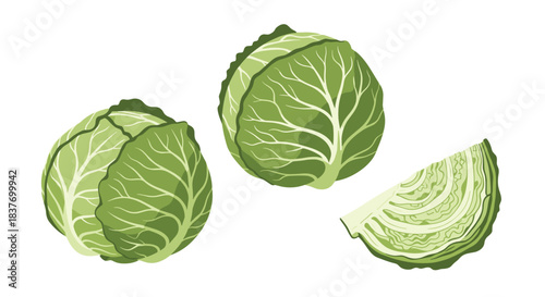 Fresh green cabbage illustration featuring two whole heads and one sliced wedge showing the inner leaves isolated on a white background.