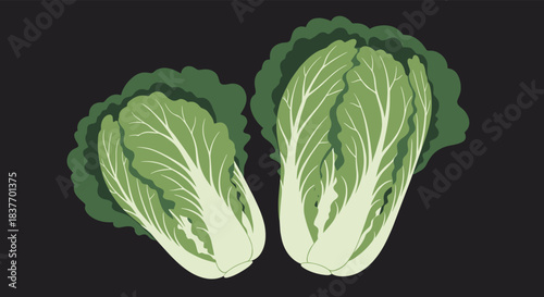 Two heads of fresh green napa cabbage in a simple and clean vector illustration style isolated on a solid dark background.