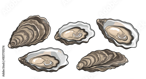 Set of five fresh oysters in a detailed color engraving style with both open and closed shells isolated on a white background.