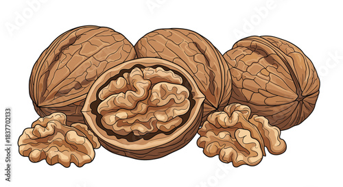Detailed hand-drawn illustration of whole and cracked walnuts showing the kernel inside isolated on a clean white background.
