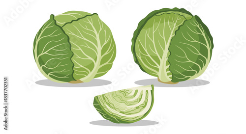 Illustration of two whole green cabbages and a sliced wedge with subtle shadows on a clean white background for a fresh look.