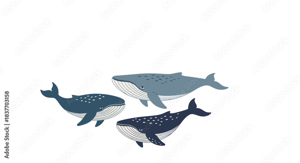 Obraz premium Three stylized whales of different sizes and shades of blue swimming together in a simple hand-drawn vector art style on white.