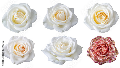 白とピンクのバラセット