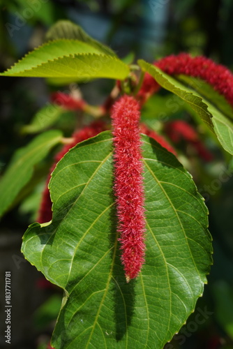 Close-up of Red Chenille Plant (Acalyphahispida) Flower Spikes