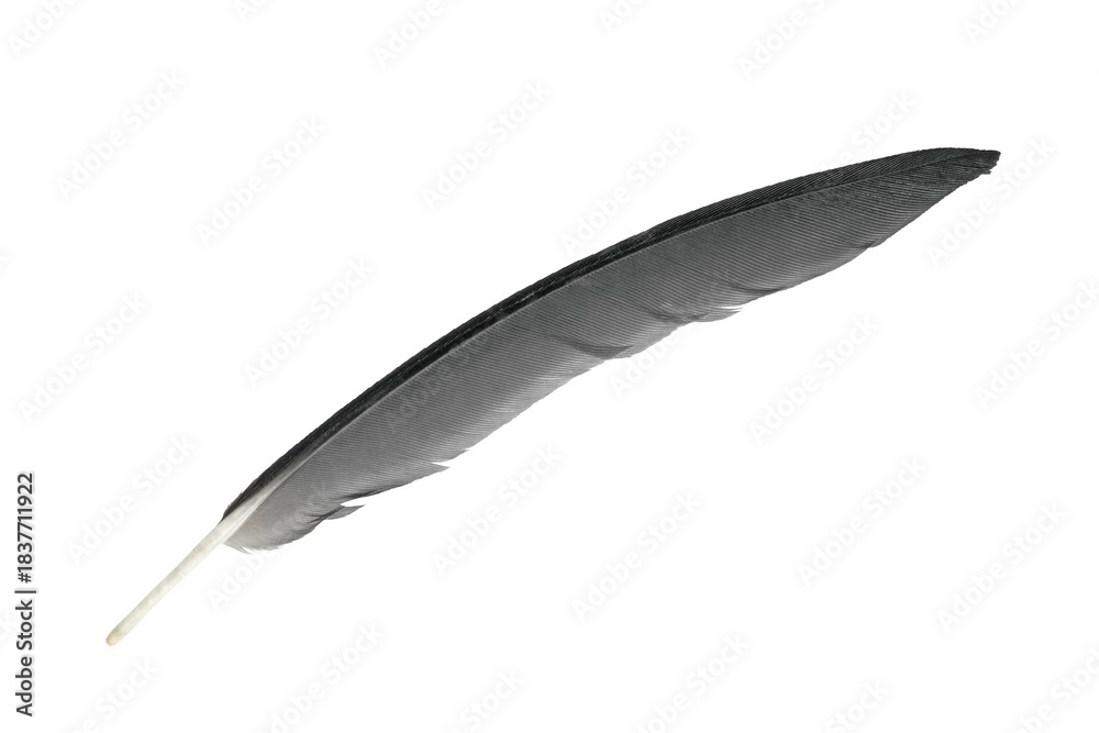 Fototapeta premium Bird crow swan black feather isolated on white background with clipping path